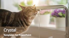  Presentation with water tap - Presentation with beautiful short hair cat drinking background and a coral colored foreground