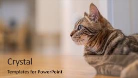  Presentation with short stories - Amazing slides having beautiful short hair cat lying backdrop and a coral colored foreground