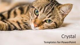  Presentation with laser epilation and cosmetology hair - Presentation design featuring beautiful short hair cat lying background and a  colored foreground