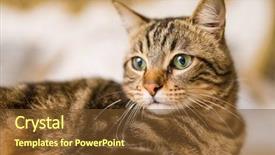  Presentation with cat - Presentation design consisting of beautiful short hair cat lying background and a tawny brown colored foreground