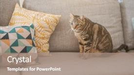  Presentation with short story - Beautiful slide deck featuring beautiful short hair cat lying backdrop and a coral colored foreground