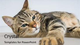  Presentation with short stories - Cool new slide set with beautiful short hair cat lying backdrop and a coral colored foreground