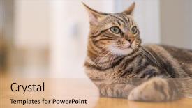  Presentation with machine shop floor - Slide deck having beautiful short hair cat lying background and a  colored foreground