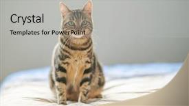  Presentation with short stories - Slide set featuring beautiful short hair cat lying background and a light gray colored foreground