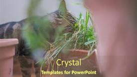  Presentation with home garden - Amazing PPT theme having beautiful short hair cat playing with plants at the garden on a sunny day at home backdrop and a tawny brown colored foreground