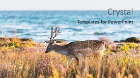  Presentation with turquoise blue and deep blue - Presentation design featuring beautiful-sika-dappled-deer background and a light blue colored foreground