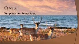  Presentation with meadow - Slides enhanced with beautiful-sika-dappled-deers-family background and a coral colored foreground