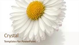  Presentation with flower beautiful lilac border - Presentation theme featuring beautiful single daisy flower isolated background and a lemonade colored foreground