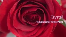  Presentation with red - Beautiful presentation theme featuring beautiful-single-red-rose-added backdrop and a wine colored foreground