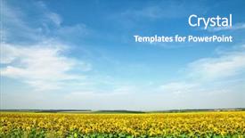  Presentation with sunflower - Colorful PPT theme enhanced with beautiful skies - sunflower field over blue sky backdrop and a teal colored foreground