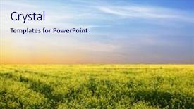  Presentation with rapeseed - Presentation theme consisting of beautiful sky and yellow rapeseed background and a light blue colored foreground