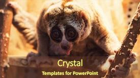  Presentation with wind energy close up portrait - Amazing presentation theme having beautiful slow loris closeup portrait backdrop and a tawny brown colored foreground