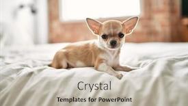  Presentation with puppy - Theme with beautiful-small-chihuahua-puppy-standing background and a  colored foreground