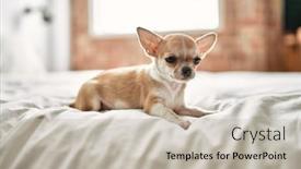  Presentation with dog baby cute child - Presentation theme consisting of beautiful-small-chihuahua-puppy-standing background and a  colored foreground