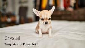  Presentation with puppy - Presentation theme having beautiful-small-chihuahua-puppy-standing background and a soft green colored foreground