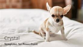  Presentation with puppy - PPT layouts having beautiful-small-chihuahua-puppy-standing background and a soft green colored foreground