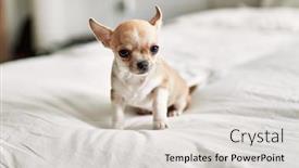  Presentation with puppy - Presentation theme enhanced with beautiful-small-chihuahua-puppy-standing background and a  colored foreground