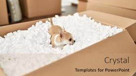  Presentation with new home - Presentation design with beautiful-small-dog-chihuahua-playing background and a coral colored foreground