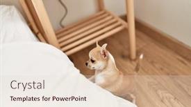  Presentation with bed - Presentation design with beautiful-small-dog-chihuahua-trying background and a lemonade colored foreground