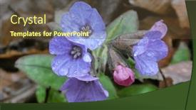  Presentation with dew - Presentation with beautiful-small-forest-flowers background and a  colored foreground