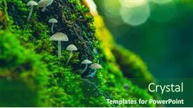  Presentation with moss - PPT layouts enhanced with beautiful-small-inedible-mushrooms background and a forest green colored foreground
