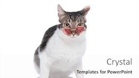  Presentation with forward - Theme having beautiful-small-kitten-looking-forward and a white colored foreground