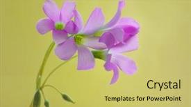  Presentation with blurred flowers - Amazing slides having beautiful small pink sorrel flowers backdrop and a yellow colored foreground
