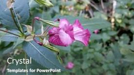  Presentation with wild flower - PPT theme having beautiful-small-red-wild-flower background and a ocean colored foreground