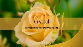  Presentation with singled green pink rose - Slides enhanced with beautiful small roses on green background and a  colored foreground