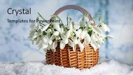 Presentation with beautiful nature - Beautiful slide deck featuring beautiful snowdrops in basket backdrop and a light blue colored foreground