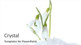  Presentation with white snow - Presentation theme having beautiful snowdrops in snow isolated background and a white colored foreground