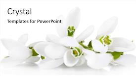  Presentation with molecular biology white - Beautiful slide deck featuring beautiful snowdrops isolated on white backdrop and a white colored foreground