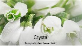  Presentation with go green - Colorful slide set enhanced with beautiful snowdrops on green background backdrop and a light gray colored foreground