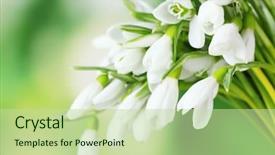  Presentation with green pharmaceuticals - Cool new presentation design with beautiful snowdrops on green background backdrop and a mint green colored foreground