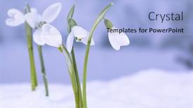  Presentation with beautiful nature - Beautiful PPT layouts featuring beautiful snowdrops on snow on nature winter background backdrop and a light blue colored foreground