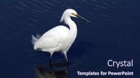  Presentation with breeding - Theme having beautiful snowy egret in breeding plumage wades through the shallows as it stalks its dinner background and a navy blue colored foreground