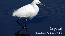  Presentation with breeding - Presentation design with beautiful snowy egret in breeding plumage wades through the shallows as it stalks its dinner background and a navy blue colored foreground