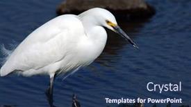  Presentation with breeding - Amazing PPT theme having beautiful snowy egret in breeding plumage wades through the shallows as it stalks its dinner backdrop and a ocean colored foreground
