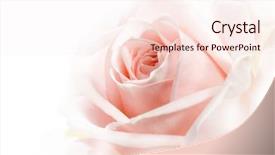  Presentation with quitting soft drink - Cool new slide set with beautiful soft rose close-up backdrop and a sky blue colored foreground