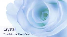  Presentation with watercolor soft pastel - Colorful theme enhanced with roses blue - beautiful soft rose backdrop and a sky blue colored foreground