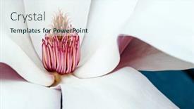  Presentation with magnolia - Presentation design consisting of beautiful-southern-magnolia-blossom-macro background and a sky blue colored foreground