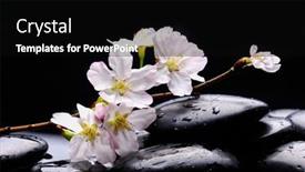  Presentation with zen stones - Amazing presentation design having beautiful-spa-cherry-flowers backdrop and a black colored foreground