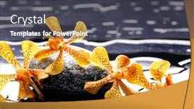  Presentation with black-yellow - Presentation featuring beautiful spa still life of blooming yellow orchid flower with dew on black zen stones close up background and a dark gray colored foreground