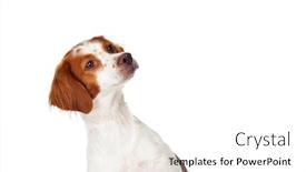  Presentation with dog - Colorful PPT layouts enhanced with beautiful-spaniel-breton-dog-isolated backdrop and a white colored foreground