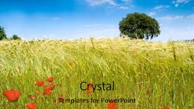  Presentation with olive tree - Cool new presentation theme with beautiful spanish field in the summer with wheat poppies and an olive tree backdrop and a gold colored foreground