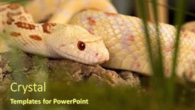  Presentation with specimen - Presentation design having beautiful-specimen-of-an-albino background and a tawny brown colored foreground