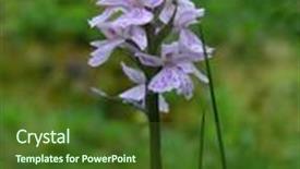 Presentation with orchids - PPT theme having beautiful spotted-orchids closeup background and a tawny brown colored foreground