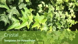  Presentation with hedera helix - Colorful theme enhanced with beautiful-spread-of-variegated-ivy backdrop and a tawny brown colored foreground