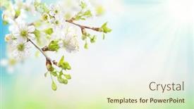  Presentation with spring tree - PPT theme with beautiful-spring-blossom-in-sunny background and a cream colored foreground