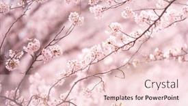  Presentation with connecting - Colorful slides enhanced with beautiful-spring-cherry-blossom backdrop and a lemonade colored foreground